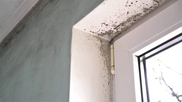 Best HVAC Mold Remediation in Lakes West, CT