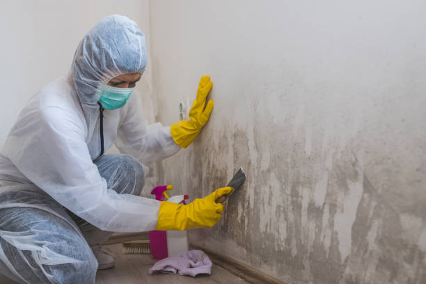 Best Basement Mold Remediation in Lakes West, CT