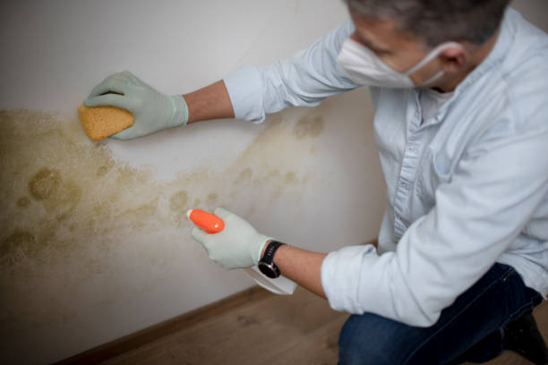 Best Residential Mold Remediation in Lakes West, CT