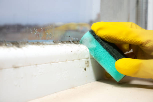 Best Attic Mold Remediation in Lakes West, CT