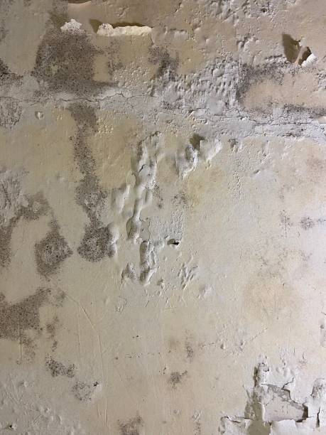 Best Commercial Mold Remediation in Lakes West, CT