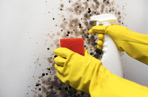 Best Post-Flood Mold Remediation in Lakes West, CT